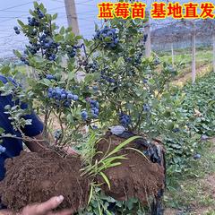 蓝莓苗木（兔眼）三年苗