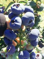 蓝莓苗木（兔眼）一年苗