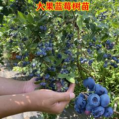 蓝莓苗木（兔眼）二年苗